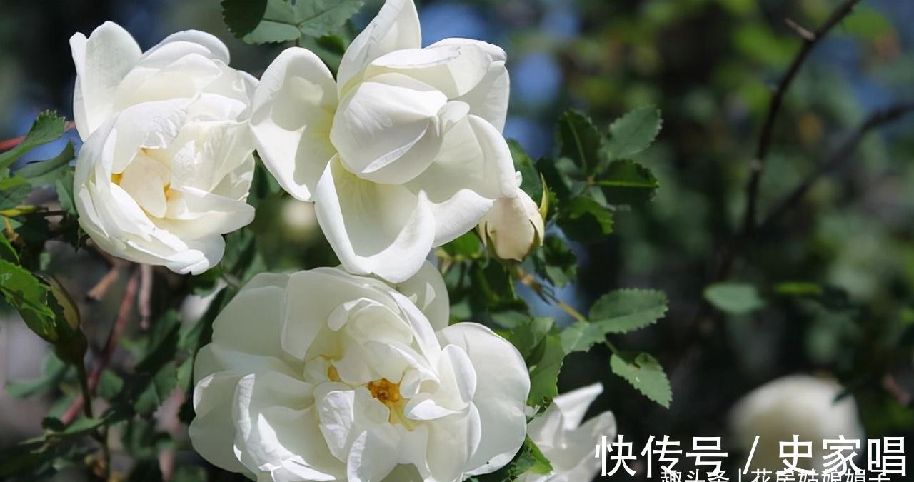 盆栽栀子花价格差别大，它们区别也大，新手养栀子花该如何选择？