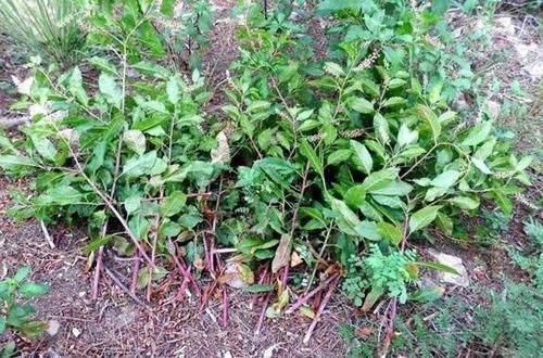 重症监护室|不熟悉的野菜不要碰，挖野菜住进了ICU,都是野生天麻惹的祸！