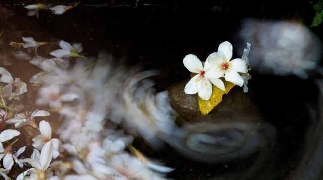 高僧回答|4首禅诗,既简单又不简单,人生的智慧都在这里了