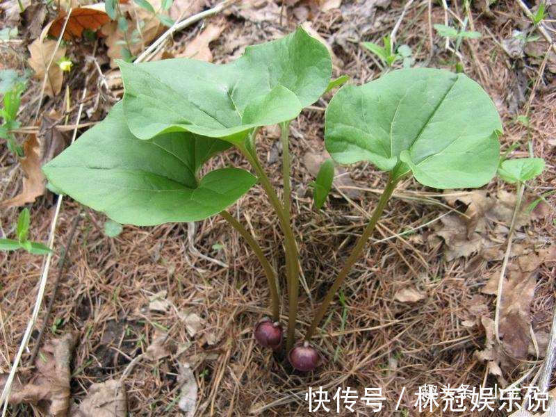 风寒|把全身的风寒都散掉，这味中药，牙痛、头痛、风湿性痛都用！