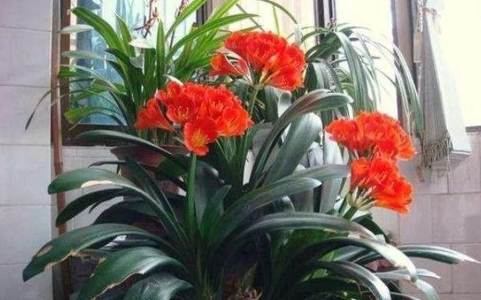 养花|养君子兰，用上这“2种肥”，比什么淘米水、黄豆水强“100倍”