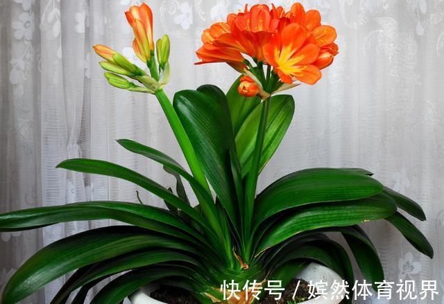花卉|养君子兰，掌握4个小技巧，年年叶绿花艳、长爆盆