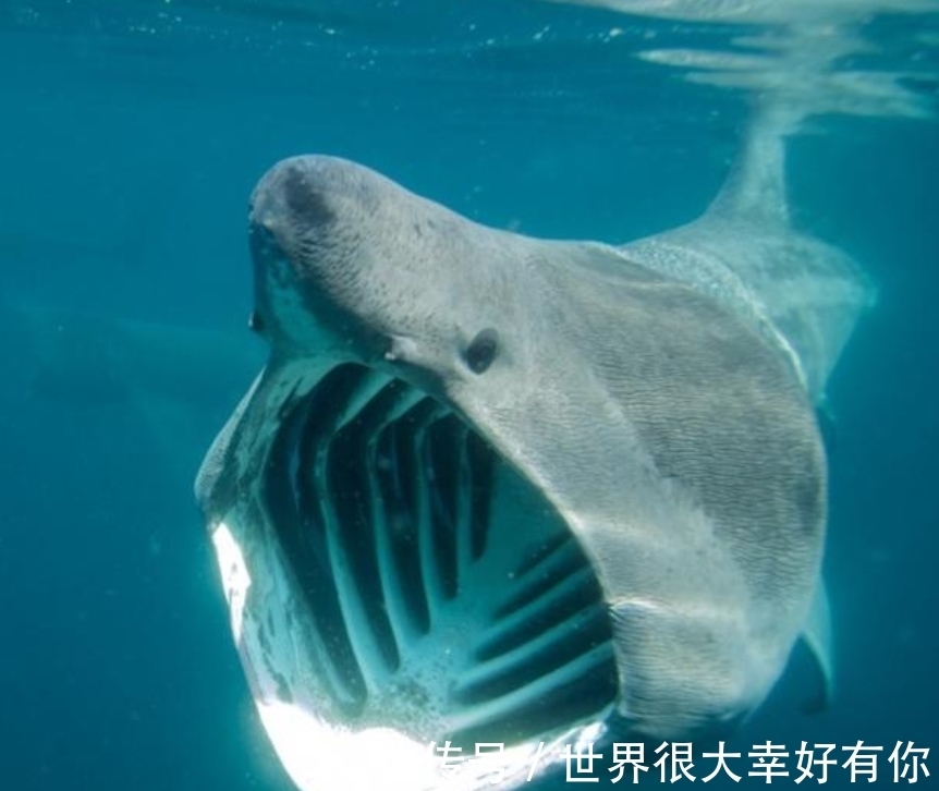 斑马纹|完全冻结的木蛙，与人类指纹几乎相同的考拉，你不知道的生物知识