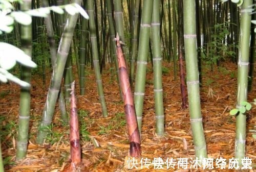 朱棣!千古绝对, 上联 塘里水鸭, 嘴扁脚短叫呷呷;下联经典至极!