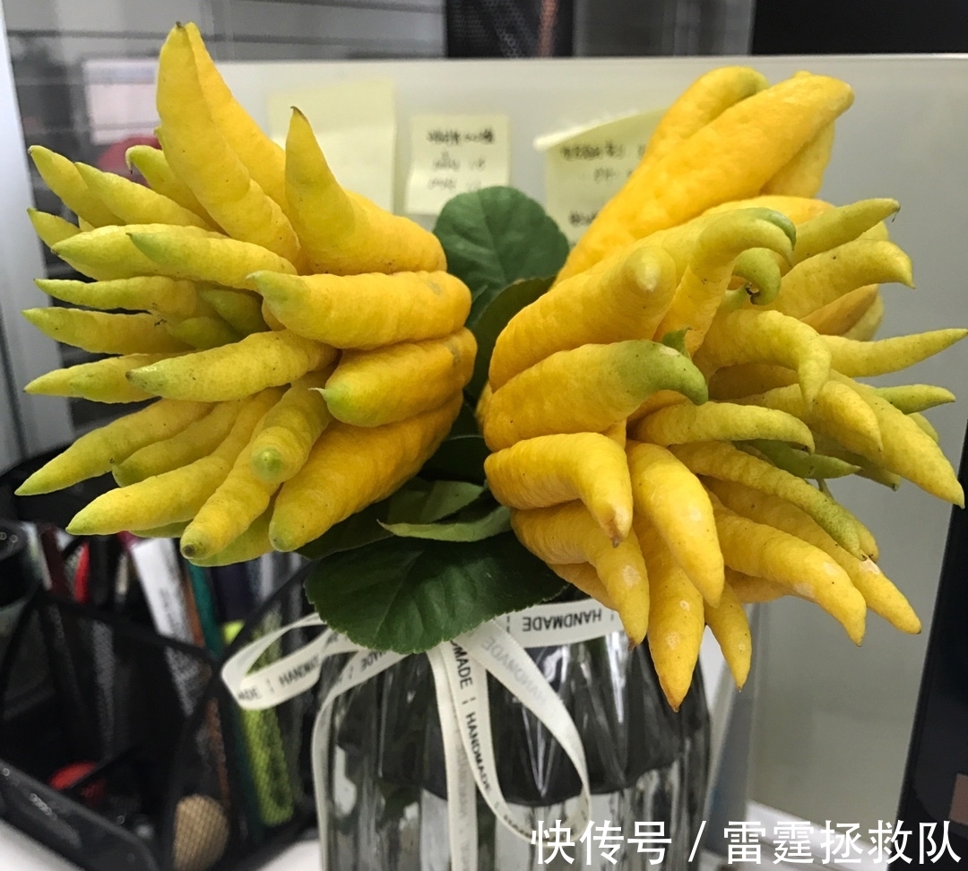 3种“吉利树”,家里种一棵,多福高寿,子孙也受益