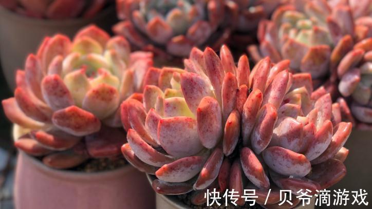 美肉生活的第一步,如何优选多肉,远离选择误区