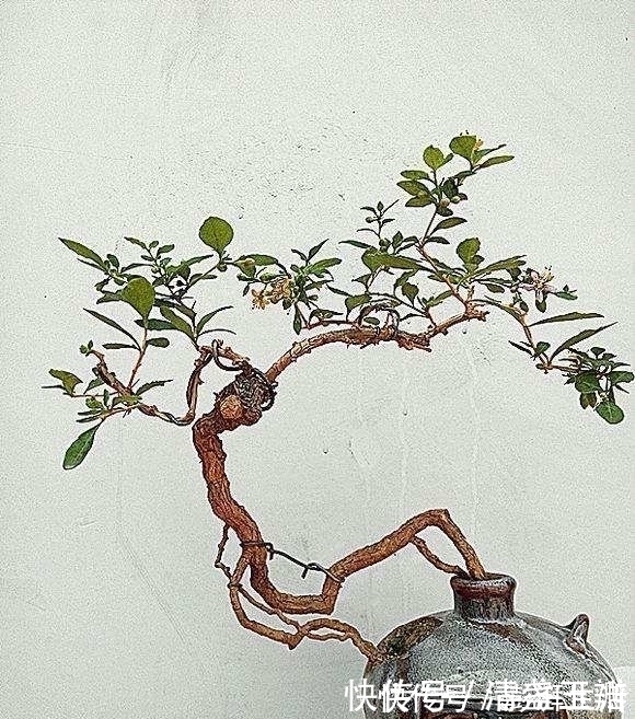 盆栽|老公在家用废酒瓶养盆栽,做出来竟这么美,邻居都想高价购买!