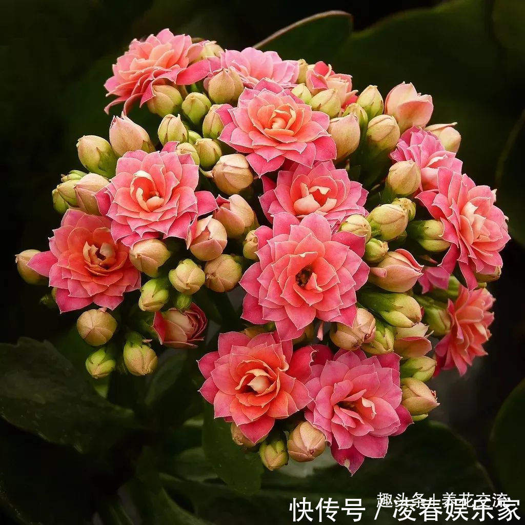 一年四季可以养在室内的开花植物和观叶植物,附新手养护教程