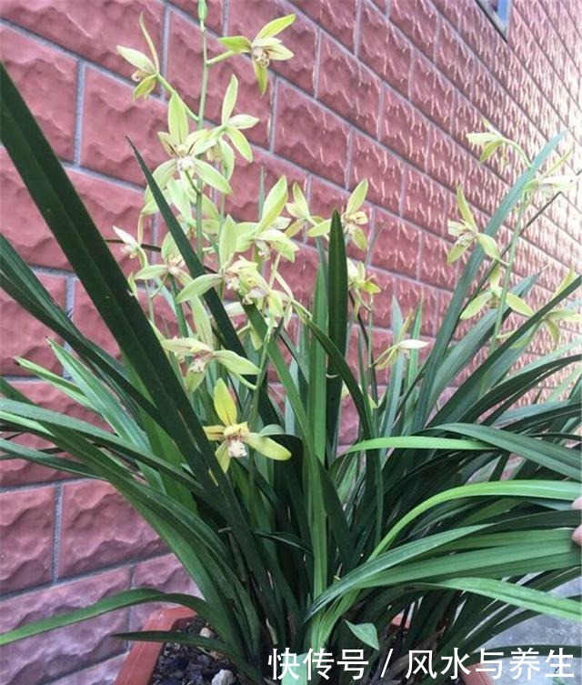 养兰花，用1个“简单方法”繁殖，一盆变3盆，盆盆开花爆盆！