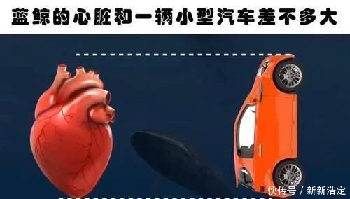蓝鲸 你肯定没有听过的10个冷知识与现实生活息息相关