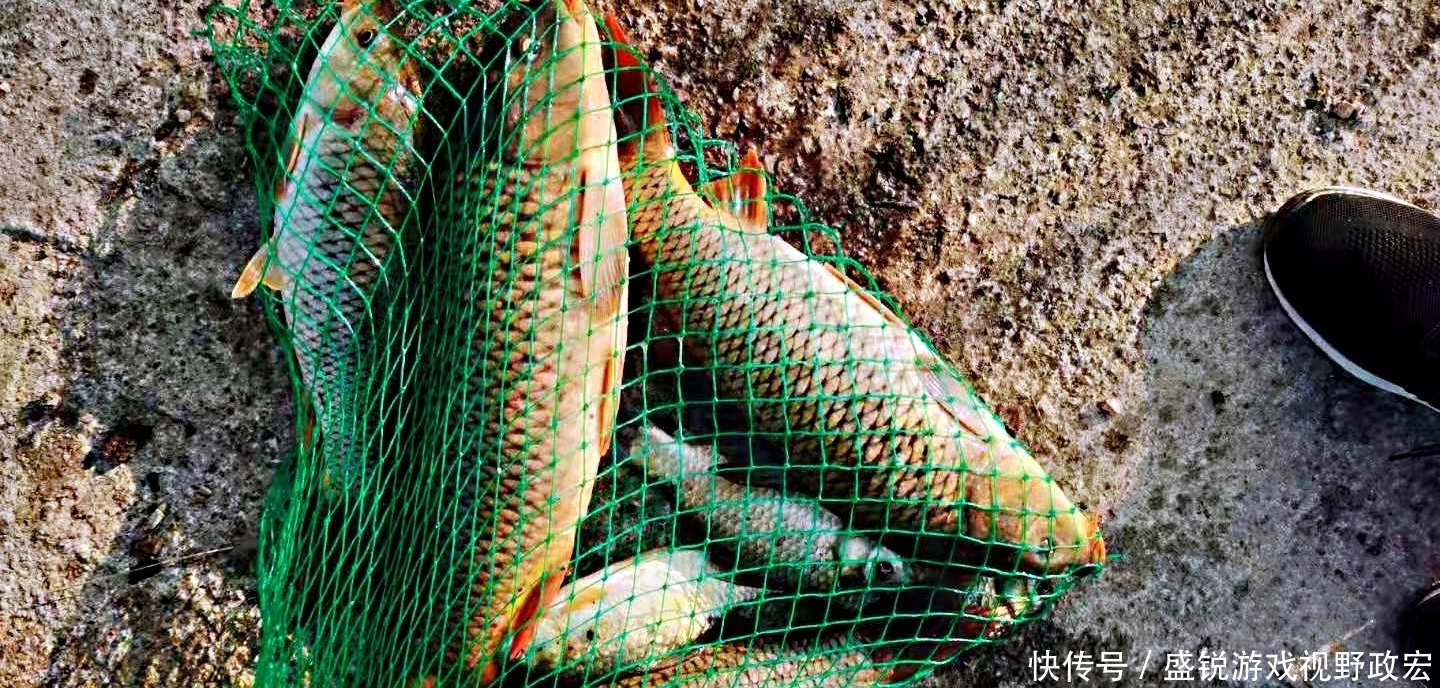 野钓：晚春钓鲤鱼为什么这么难？真正的原因却被忽略了