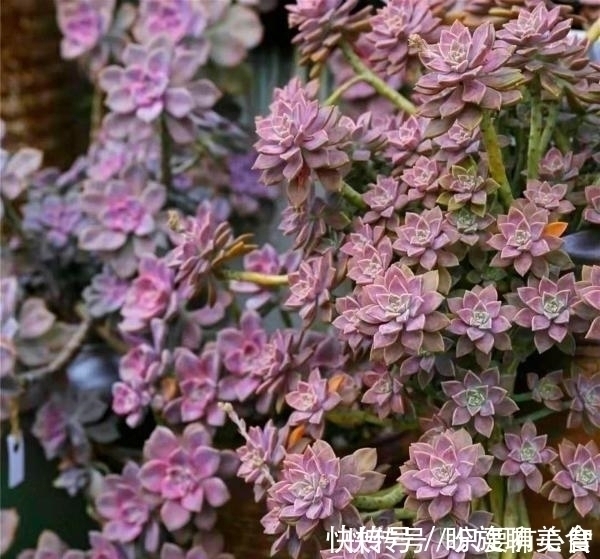 冬美人|养多肉,别花大价钱买贵的,6种能养成花墙的大普货才是真香