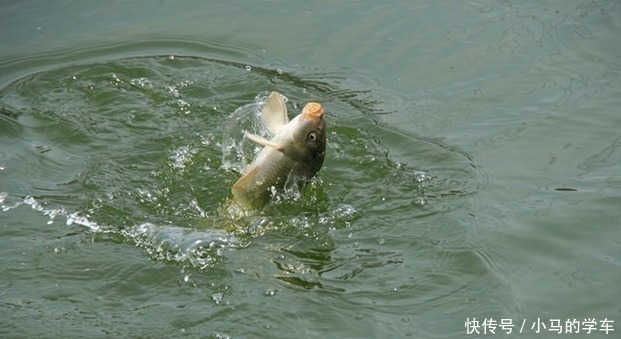 钓鱼|钓鱼别再用红虫了!只要常见一“妙物,十钓九中,天天吃野生鱼