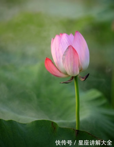 水木生财局|未来一个月，吉星关照，4属相添财招贵，桃花朵朵，喜事连连