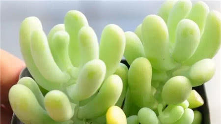  营养液|它是最厉害的养花“营养液”，给花喝一勺，叶子油绿“呼呼”长