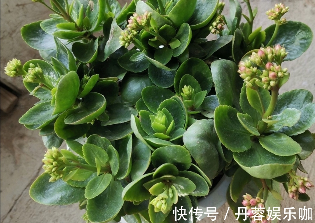 家里有5种花,想要开花多,秋天别忘施1种肥