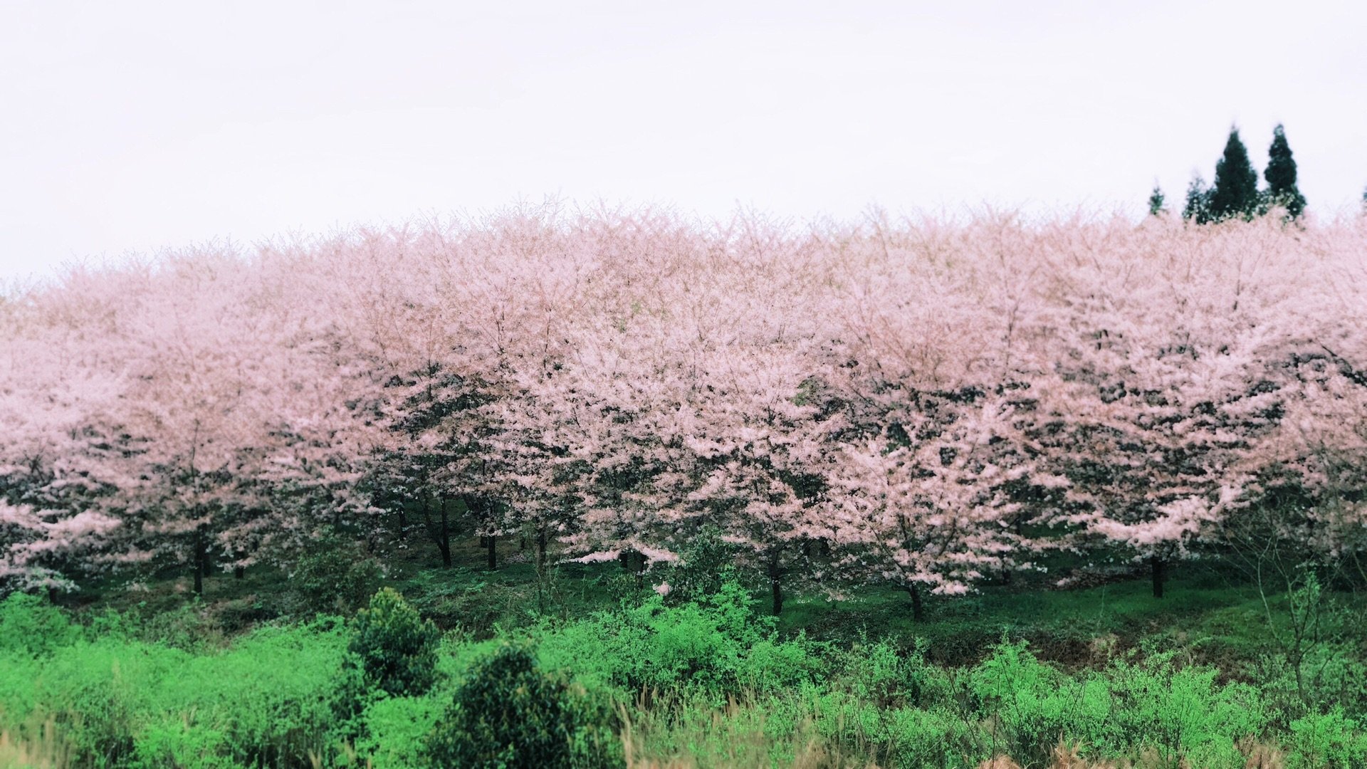 平坝樱花海，惊艳又浪漫