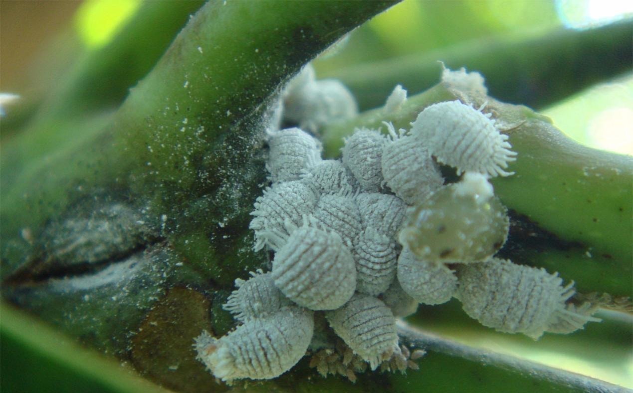 怎么消灭蚧壳虫?用这几种办法,既不会伤害花草又省钱高效