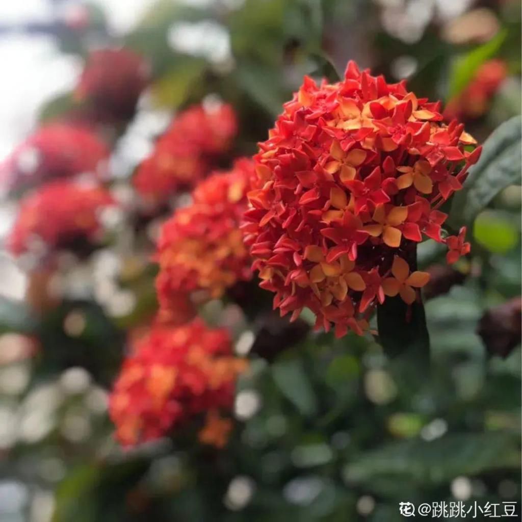 大门口种的花，开花好看，回忆满满