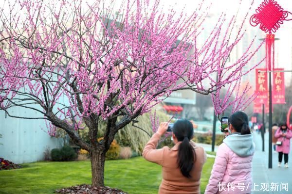春花|申城春早，樱花渐入佳境，静安雕塑公园上演“梅樱争春”