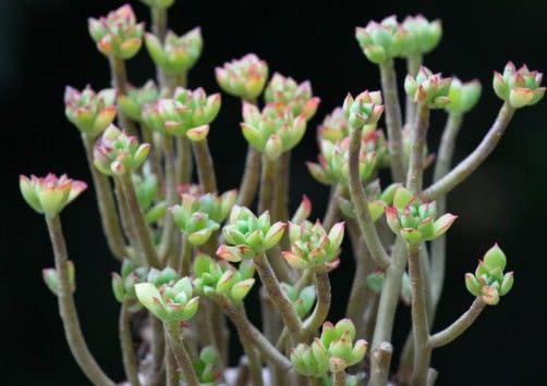 多肉酥皮鸭怎么养教你3个盆栽小妙招,养出小清新的酥皮鸭