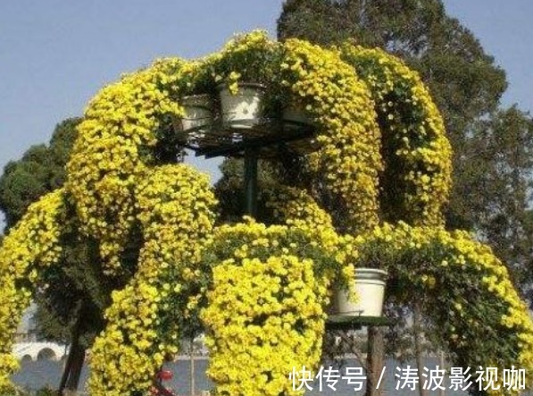 新手养花,不如养盆花中精品“悬崖菊”,姿态优美,开花繁密