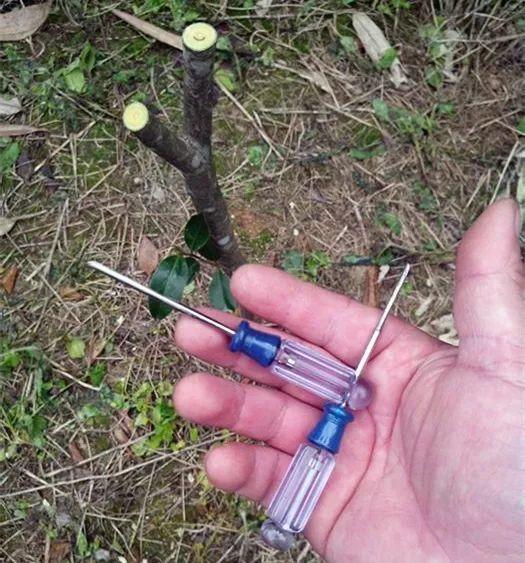 嫁接|嫁接达人，玉树嫁接长寿上，花友直呼内行！