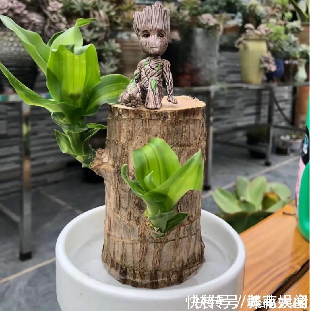 耐旱|超级耐旱花,整个冬天不浇水,还能胖一圈