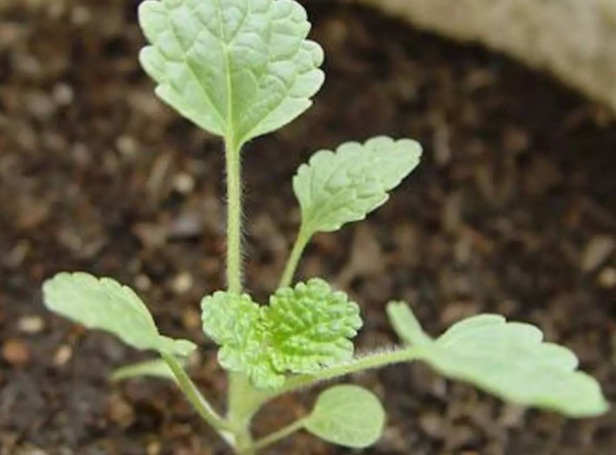 贝壳花人称”环保小助手“，这几个妙招学会，轻松爆盆，花开串串