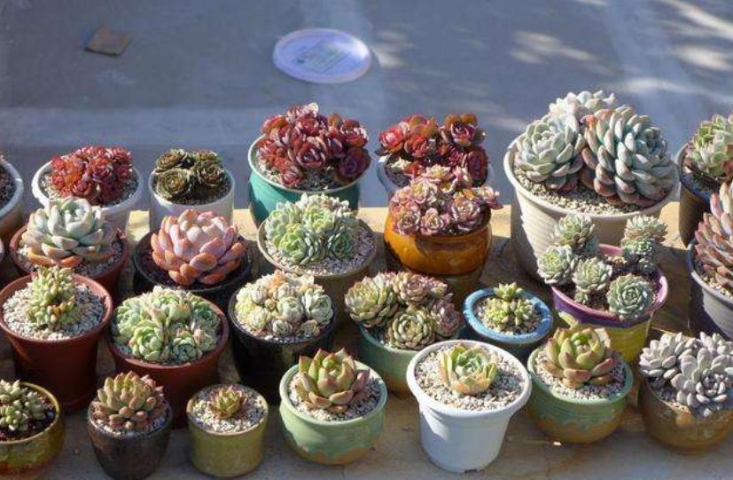 养多肉常见的3个误区,大部分花友都中招了,难怪肉肉养不胖