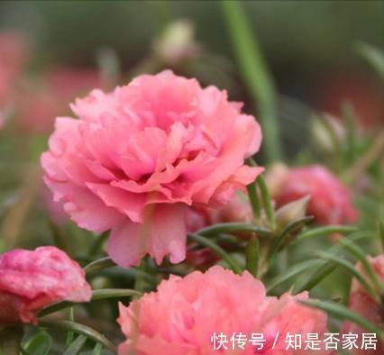 长春花|6种“小草花”,满院子疯长开花,不怕高温,不怕脚踏,折腾不死