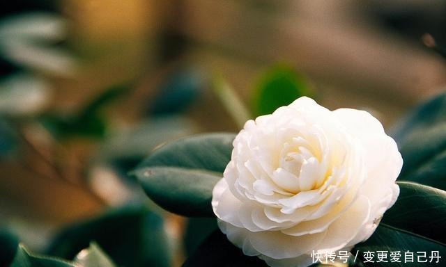 茶花掉花苞的原因,藏在一句“顺口溜”里,古人的经验,值得借鉴!