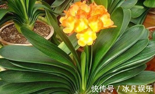 养君子兰，盆里加上“一种液体”，1年养出“100盆”