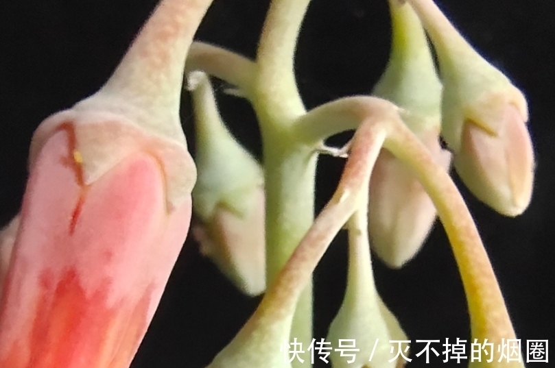 多肉植物怎么处理花剑才好,不剪花剑行不行,一起来了解一下吧