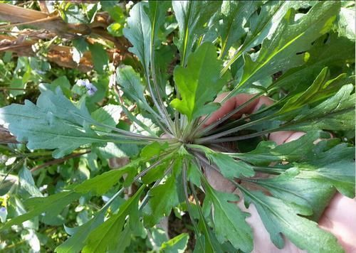 會養生的人都會吃，常吃幾種食物，排毒抗菌，滋補身體，誰吃誰好