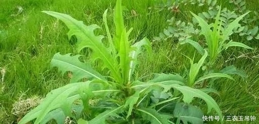 山萵苣|農村一種遍地可見的野草,過去用來喂豬吃,城里能賣30元一斤