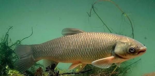 别把钓草鱼看的那么难,做到这几点,连竿中鱼如若等闲