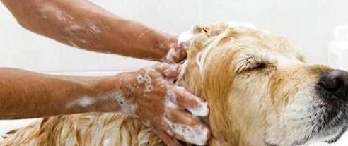 为何30年前农村几乎男女都有虱子,现在怎么没了虱子是哪来的