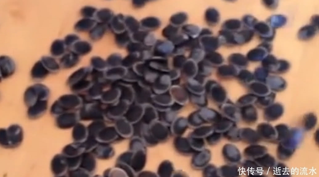 很多人当垃圾扔掉的丝瓜籽,如今一斤60元,是民间常用的中草药