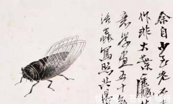 薄如蝉翼#为什么齐白石的“蝉”能卖8亿天价?专家:放大30倍后就懂了