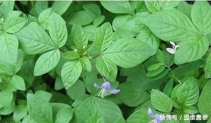 常吃|谁吃谁好的几种野菜，推荐常吃，清热解暑，养肝明目、抗菌消炎