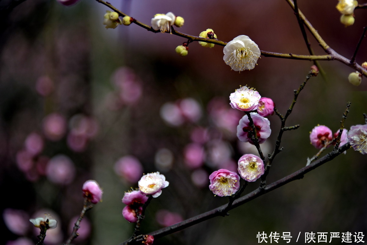 中年|新虹桥花园随记【严建设】