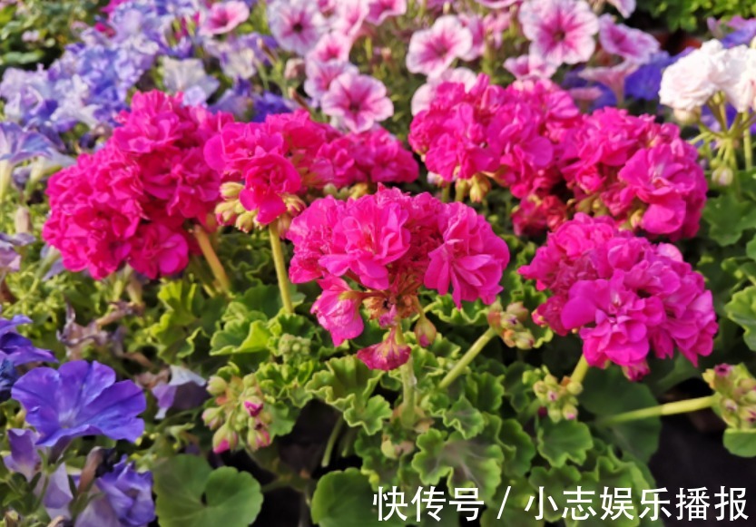 5种晒不死的花,一年四季都开花,不养它们别说你喜欢养花