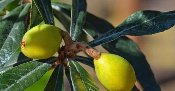 腰芒|皮肤好的人都喜欢吃3种水果，排毒养颜，清肠胃抗衰老