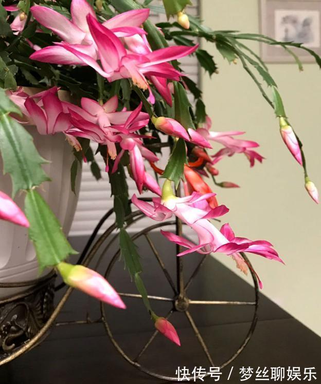 蟹爪兰叶片软趴趴怎么办从3方面对症处理,冬春花开爆满盆