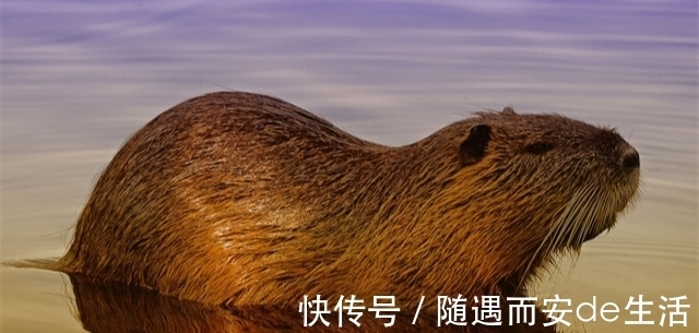 22个冷知识:为什么刚想入睡,就会产生尿意