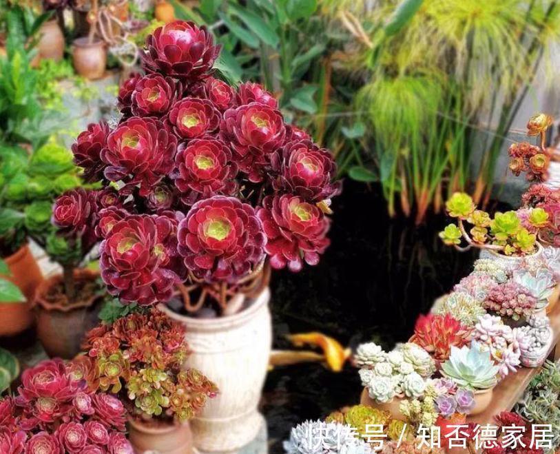 朝向|秋季养殖多肉,不管也能上色出状态?错,做好这些才行