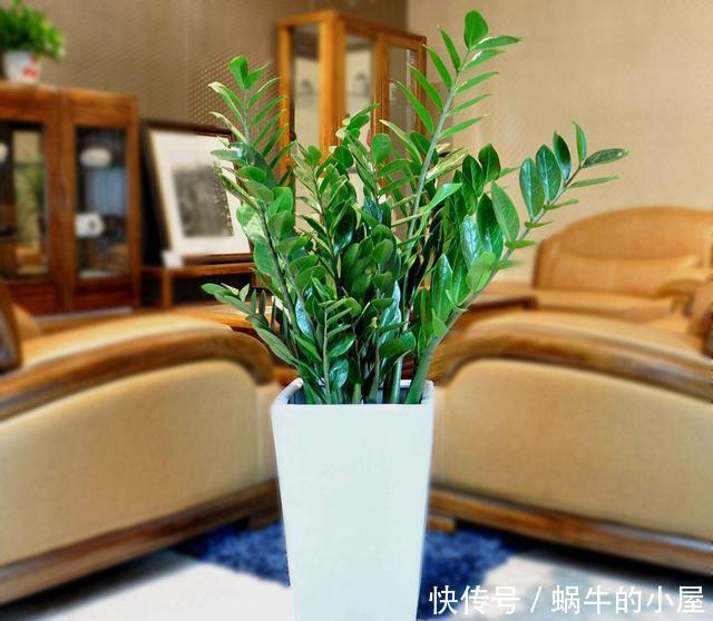 4种树适合摆放客厅里,好养、好看还旺运,我要几盆