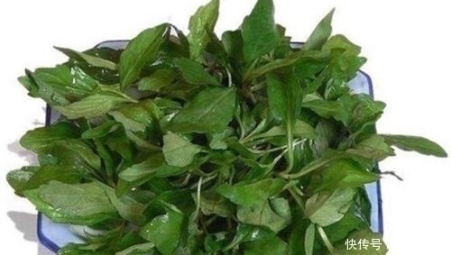 保护肝脏|平常不惹人注意的菜,还是一味药材,竟能保护肝脏,清理血管毒素