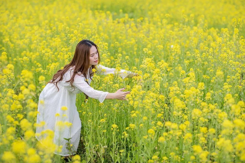 新兴这片盛开的油菜花海超美，快去打卡影靓相！